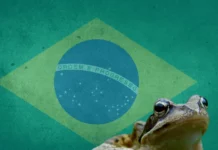 Kikker op Braziliaanse grasmat