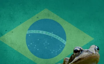 Kikker op Braziliaanse grasmat